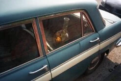 Nikon AF 600 35mm Film Camera Point And Shoot -Film Camera Store nikon af 600 35mm film camera point and shoot 7