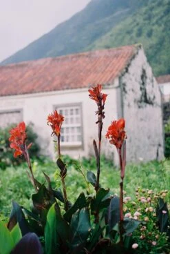 Nikon-AF240SV 35mm Point N Shoot Film Camera -Film Camera Store nikon af240sv 35mm point n shoot film camera 11