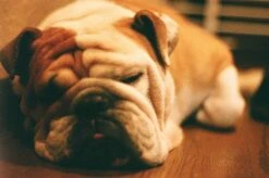 Nikon EM 35mm SLR Film Camera - Body Only 20 Nikon EM 35mm SLR Film Camera - Body Only -Film Camera Store nikon em 35mm slr film camera body only 7