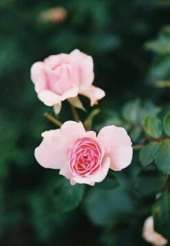 Nikon F55 35mm SLR Film Camera W/ 28-80mm Lens -Film Camera Store nikon f55 35mm slr film camera with 28 80mm lens 6