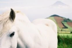 Nikon FE (Black) 35mm SLR Film Camera With Nikkor 50mm F1.8 Lens -Film Camera Store nikon fe black 35mm slr film camera with nikkor 50mm f1 8 lens 11