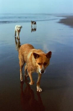 Nikon FE (Silver) 35mm SLR Film Camera With Nikkor 50mm F1.8 Lens -Film Camera Store nikon fe silver 35mm slr film camera with nikkor 50mm f1 8 lens 10