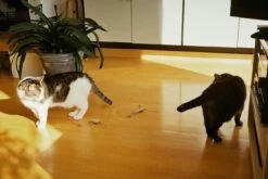 Olympus 28mm F/2.8 Camera Lens -Film Camera Store olympus 28mm f2 8 camera lens 8