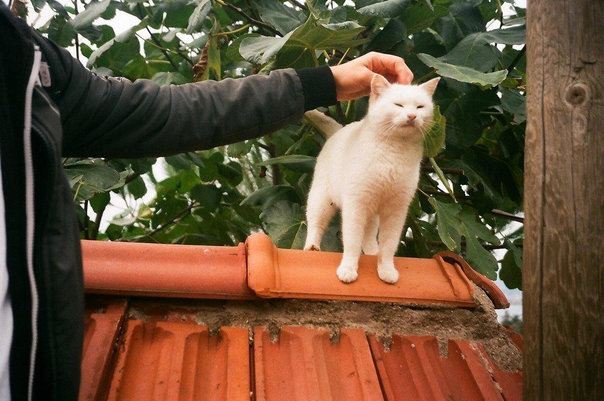 Olympus AF-1 35mm Film Camera Point And Shoot 9 Olympus AF-1 35mm Film Camera Point And Shoot - Image 7