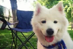 Olympus AF-1 35mm Film Camera Point And Shoot 28 Olympus AF-1 35mm Film Camera Point And Shoot -Film Camera Store olympus af 1 35mm film camera point and shoot 8