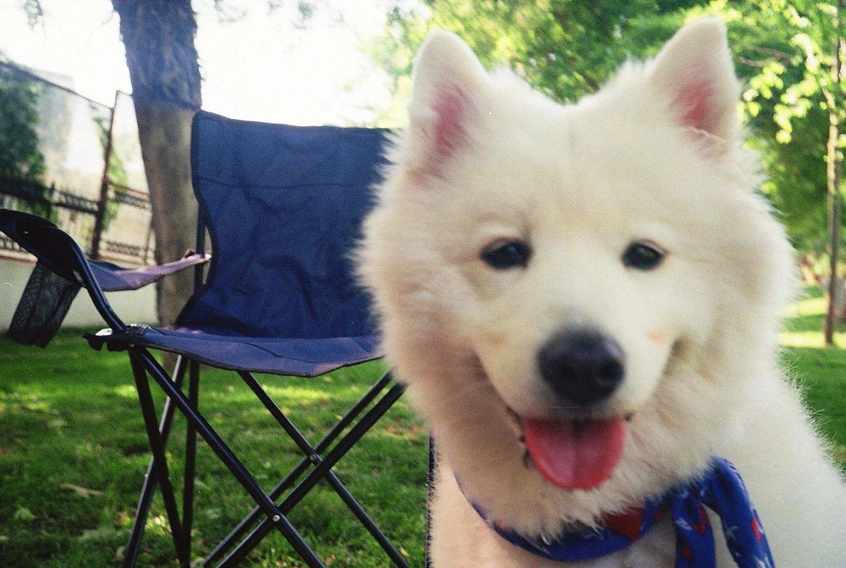 Olympus AF-1 35mm Film Camera Point And Shoot 10 Olympus AF-1 35mm Film Camera Point And Shoot - Image 8