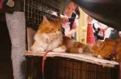 Olympus AF-1 35mm Film Camera Point And Shoot 29 Olympus AF-1 35mm Film Camera Point And Shoot -Film Camera Store olympus af 1 35mm film camera point and shoot 9