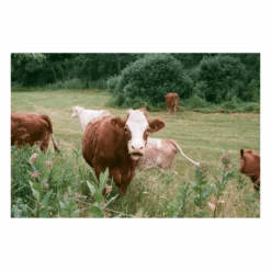 Olympus OM-10 Vintage SLR 35mm Film Camera With F/1.8 50mm Prime Lens -Film Camera Store olympus om 10 vintage slr 35mm film camera with f1 8 50mm prime lens 7