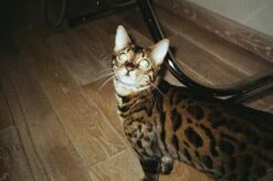 Olympus Superzoom 800S 35mm Film Camera Point And Shoot -Film Camera Store olympus superzoom 800s 35mm film camera point and shoot 11