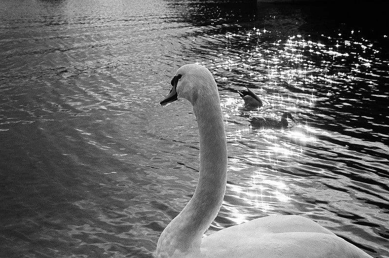 Olympus Trip 35 Point And Shoot 35mm Film Camera 18 Olympus Trip 35 Point And Shoot 35mm Film Camera - Image 16