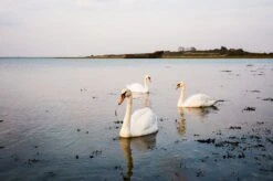 Olympus Trip 35 Watermelon Leather Point And Shoot 35mm Film Camera -Film Camera Store olympus trip 35 watermelon leather point and shoot 35mm film camera 11