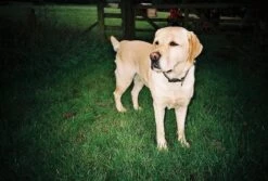 Olympus Trip 500 35mm Film Camera Point And Shoot 14 Olympus Trip 500 35mm Film Camera Point And Shoot -Film Camera Store olympus trip 500 35mm film camera point and shoot 6