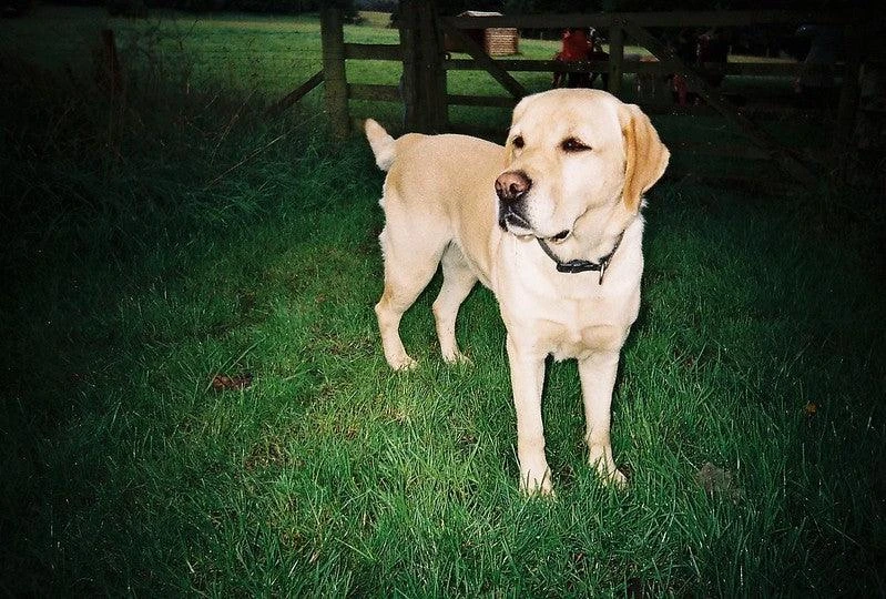 Olympus Trip 500 35mm Film Camera Point And Shoot 8 Olympus Trip 500 35mm Film Camera Point And Shoot - Image 6