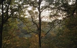 Pentax ESPIO 738 SILVER 35mm Film Camera Point And Shoot 20 Pentax ESPIO 738 SILVER 35mm Film Camera Point And Shoot -Film Camera Store pentax espio 738 silver 35mm film camera point and shoot 8