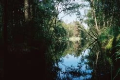 Pentax K1000 Brown Leather Vintage SLR 35mm Film Camera With Pentax F/2 50mm Prime Lens. -Film Camera Store pentax k1000 brown leather vintage slr 35mm film camera with pentax f2 50mm prime lens 8