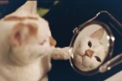 Pentax K1000 Green Leather Vintage SLR 35mm Film Camera With Pentax F/2 50mm Prime Lens 21 Pentax K1000 Green Leather Vintage SLR 35mm Film Camera With Pentax F/2 50mm Prime Lens -Film Camera Store pentax k1000 green leather vintage slr 35mm film camera with pentax f2 50mm prime lens 8