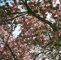 Pentax K1000 Orange Leather Vintage SLR 35mm Film Camera With Pentax F/2 50mm Prime Lens. -Film Camera Store pentax k1000 orange leather vintage slr 35mm film camera with pentax f2 50mm prime lens 11