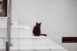 Pentax K1000 Orange Leather Vintage SLR 35mm Film Camera With Pentax F/2 50mm Prime Lens. -Film Camera Store pentax k1000 orange leather vintage slr 35mm film camera with pentax f2 50mm prime lens 8