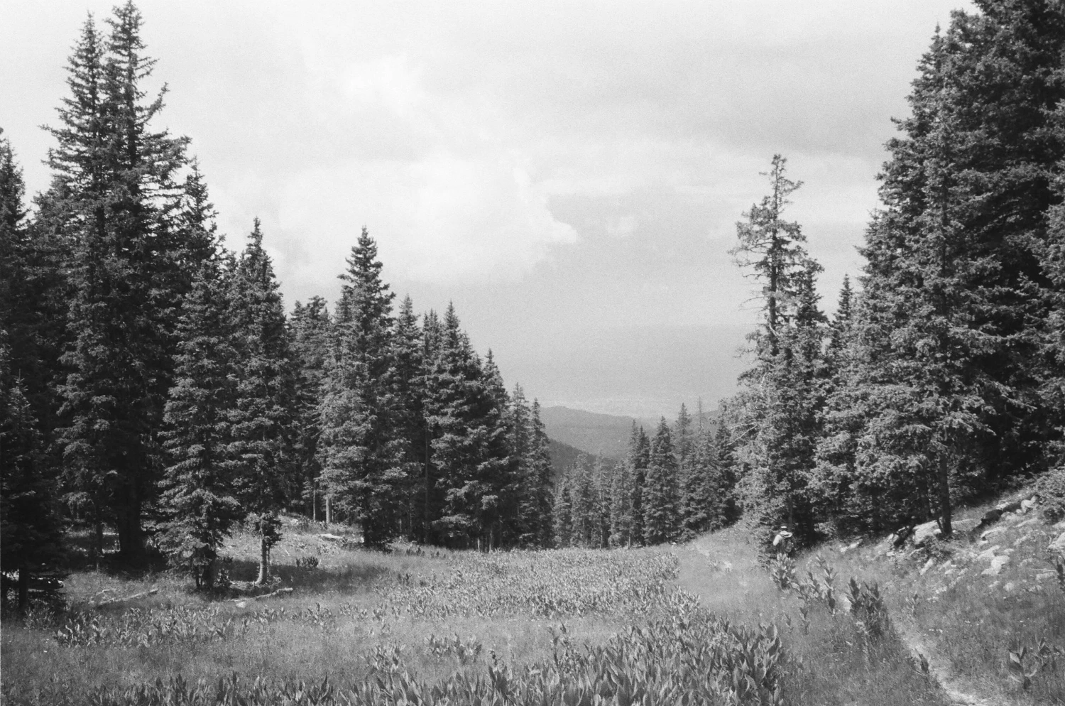 Pentax K1000 White Leather Vintage SLR 35mm Film Camera With Pentax F/2 50mm Prime Lens 9 Pentax K1000 White Leather Vintage SLR 35mm Film Camera With Pentax F/2 50mm Prime Lens - Image 7