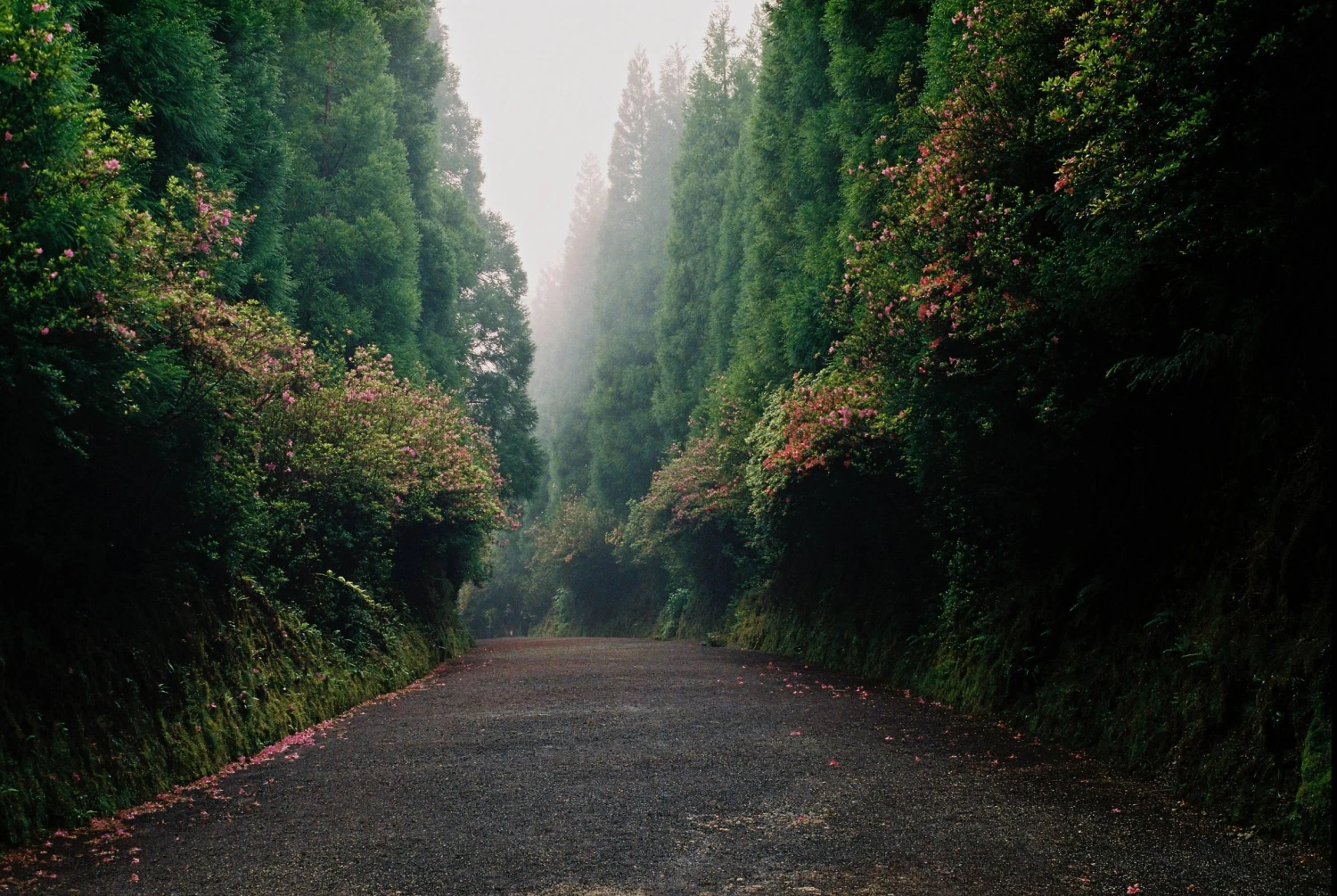 Pentax K1000 White Leather Vintage SLR 35mm Film Camera With Pentax F/2 50mm Prime Lens 10 Pentax K1000 White Leather Vintage SLR 35mm Film Camera With Pentax F/2 50mm Prime Lens - Image 8