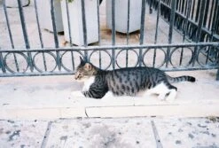 Pentax K1000 White Leather Vintage SLR 35mm Film Camera With Pentax F/2 50mm Prime Lens 21 Pentax K1000 White Leather Vintage SLR 35mm Film Camera With Pentax F/2 50mm Prime Lens -Film Camera Store pentax k1000 white leather vintage slr 35mm film camera with pentax f2 50mm prime lens 9