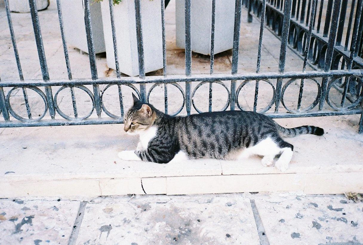 Pentax K1000 White Leather Vintage SLR 35mm Film Camera With Pentax F/2 50mm Prime Lens 11 Pentax K1000 White Leather Vintage SLR 35mm Film Camera With Pentax F/2 50mm Prime Lens - Image 9