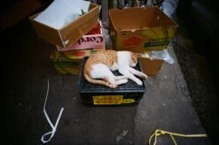 Pentax K1000 Yellow Leather Vintage SLR 35mm Film Camera With Pentax F/2 50mm Prime Lens. -Film Camera Store pentax k1000 yellow leather vintage slr 35mm film camera with pentax f2 50mm prime lens 8