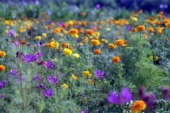 Pentax ME Vintage SLR 35mm Film Camera With F/1.2 50mm Prime Lens -Film Camera Store pentax me vintage slr 35mm film camera with f1 2 50mm prime lens 15