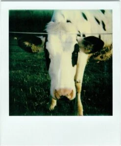 Polaroid Originals 600 Colour Instant Film 8 Shots. -Film Camera Store polaroid originals 600 colour instant film 8 shots 9