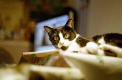 Praktica Vintage MTL3 35mm SLR Film Camera With Prime Lens -Film Camera Store praktica vintage mtl3 35mm slr film camera with prime lens 8