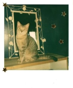 Retro Polaroid ONE 600 Instant Film Camera -Film Camera Store retro polaroid one 600 instant film camera 6