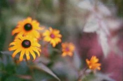 Ricoh KR-10 Super 35mm SLR Film Camera With Original F/2 50mm Prime Lens -Film Camera Store ricoh kr 10 super 35mm slr film camera with original f2 50mm prime lens 13