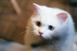 Ricoh KR-10 Super 35mm SLR Film Camera With Original F/2 50mm Prime Lens -Film Camera Store ricoh kr 10 super 35mm slr film camera with original f2 50mm prime lens 6