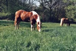 Ricoh KR-10M Auto 35mm Film Camera With 50mm Lens -Film Camera Store ricoh kr 10m auto 35mm film camera with 50mm lens 14