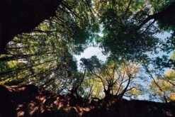 Sigma 24mm F/2.8 Super Wide Angle Camera Lens -Film Camera Store sigma 24mm f2 8 super wide angle camera lens 6