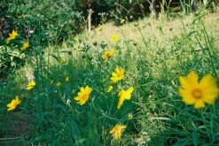 Sirius 28mm F/3.5 Camera Lens -Film Camera Store sirius 28mm f3 5 camera lens 7