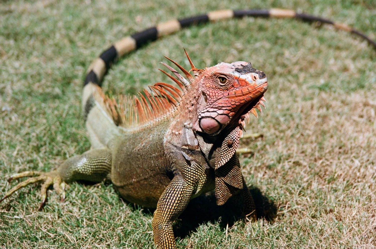 Super Travenar 28mm F/2.8 Camera Lens 4 Super Travenar 28mm F/2.8 Camera Lens - Image 2