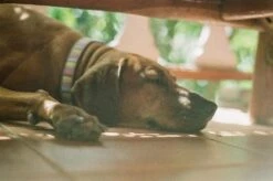 Super Travenar 28mm F/2.8 Camera Lens 17 Super Travenar 28mm F/2.8 Camera Lens -Film Camera Store super travenar 28mm f2 8 camera lens 7