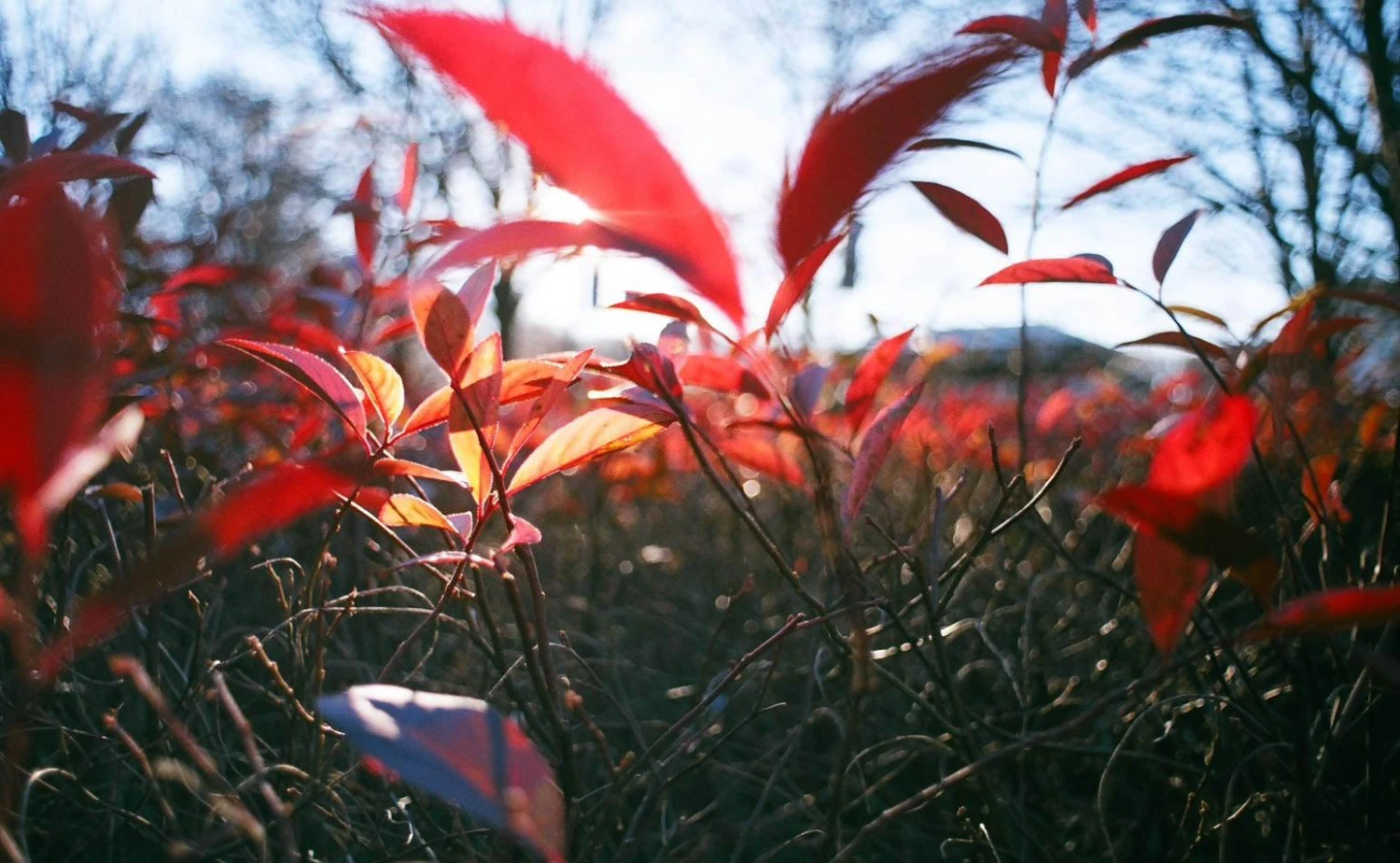 Tokina 28mm F/3.5 Camera Lens 8 Tokina 28mm F/3.5 Camera Lens - Image 6