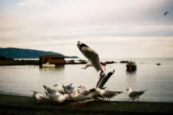 Tokina RMC 28mm F/2.8 Camera Lens -Film Camera Store tokina rmc 28mm f2 8 camera lens 9