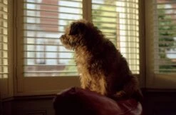 Vintage Pentax 35mm SLR Film Camera With Prime Lens -Film Camera Store vintage pentax 35mm slr film camera with prime lens 13