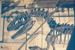 Yashica 230-AF Auto 35mm Film Camera W/f1.8 50mm Lens And Flash -Film Camera Store yashica 230 af auto 35mm film camera wf1 8 50mm lens and flash 13