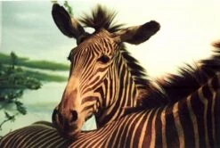 Yashica 230-AF Auto 35mm Film Camera W/f1.8 50mm Lens And Flash -Film Camera Store yashica 230 af auto 35mm film camera wf1 8 50mm lens and flash 7