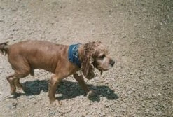 Zenit 11 Black Vintage Metal 35mm SLR Film Camera With Prime Lens 29 Zenit 11 Black Vintage Metal 35mm SLR Film Camera With Prime Lens -Film Camera Store zenit 11 black vintage metal 35mm slr film camera with prime lens 12