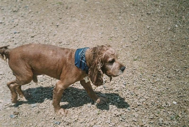 Zenit 11 Black Vintage Metal 35mm SLR Film Camera With Prime Lens 14 Zenit 11 Black Vintage Metal 35mm SLR Film Camera With Prime Lens - Image 12