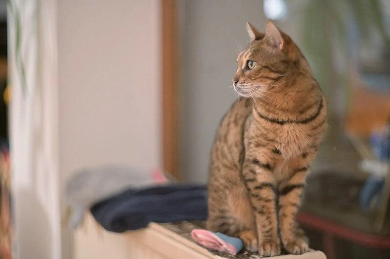 Zenit E Vintage Metal 35mm SLR Film Camera 4 Zenit E Vintage Metal 35mm SLR Film Camera - Image 2