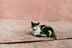 Zenit E Vintage Metal 35mm SLR Film Camera 23 Zenit E Vintage Metal 35mm SLR Film Camera -Film Camera Store zenit e vintage metal 35mm slr film camera 9