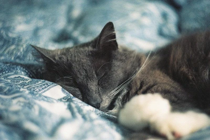 Zenit TTL Black 35mm SLR Film Camera 9 Zenit TTL Black 35mm SLR Film Camera - Image 7